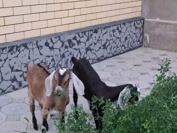 Ziege, Nubian Goat