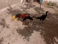 Chickens — الصورة 4