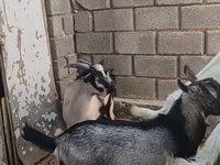 Cabro, LaMancha goats — foto 3