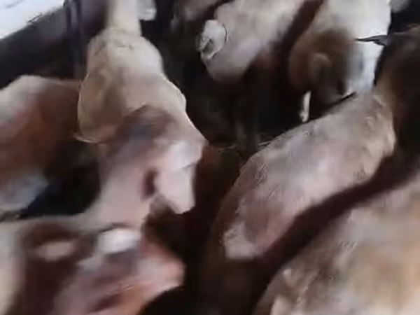 Қойлар (топ, жынысы көрсетілмеген), Қойлар