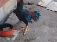 Chickens — foto 2