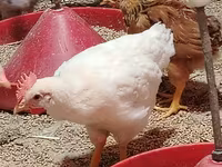 Chickens — Foto 6