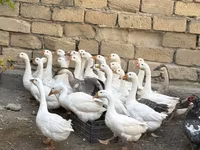Geese — 1-сурет