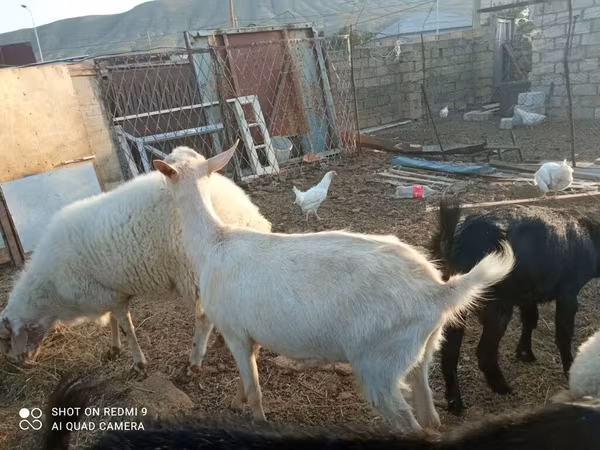 बकरियाँ (लॉट, लिंग निर्दिष्ट नहीं), बकरियाँ