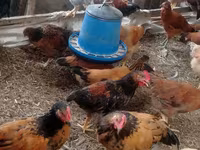 Chickens — Foto 3
