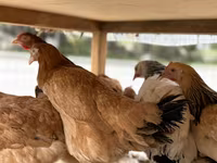 Chickens — 2-сурет