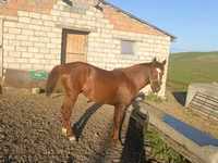 Hengst, Azerbaijan horse — Foto 2