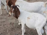 Billy Goat, Boer goat — photo 3