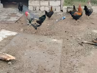 Chickens — foto 2