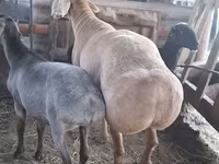 公羊, Hissar sheep — 照片 1