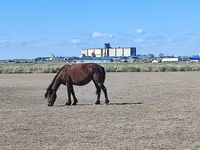 घोड़ी, Horse breed — फ़ोटो 2
