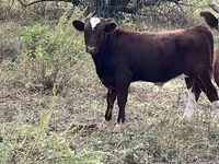 Bulle, Kasachische Weißkopfkuh — Foto 5