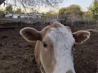 Kuh, Simmental cattle — Foto 1
