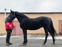 Stute, Akhal-Teke — Foto 6