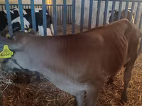 Buğa, Simmental cattle — foto 1