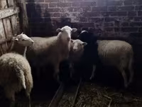 Ram, Katum sheep — photo 2