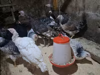 Chickens — الصورة 4