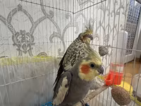 Nimfa (Cockatiel) cütü və qəfəs dəsti Məhsulun təsviri: - İki ədəd — Foto 3
