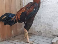 Chickens — 3-сурет
