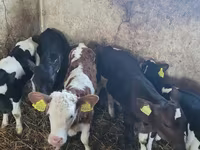 Bovinos (lote, sexo no especificado), Ganado vacuno — foto 3