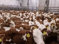Toro, Simmental cattle — foto 3