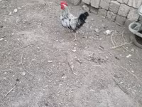 Chickens — 4-rasm