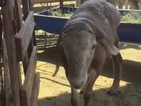 मेढ़ा, Arashan sheep — फ़ोटो 6