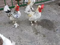 Japanisches Bantam — Foto 2