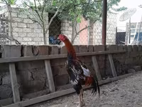 Chickens — photo 1