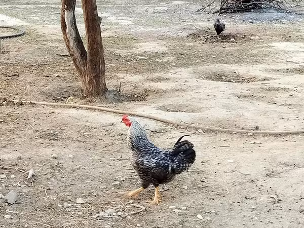 Chickens