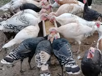 Turkeys — foto 2
