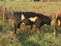İnək, Mal-qara — foto 2