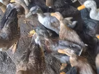 Ducks — الصورة 5