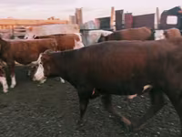 公牛, Kazakh White-headed cow — 照片 1
