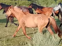Horse (M), North Swedish horse — photo 2