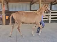 فرس, Rocky Mountain Horse — الصورة 6