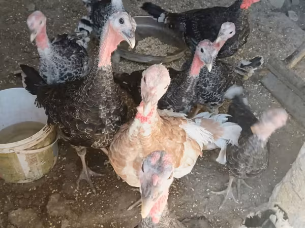 Turkeys