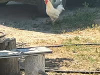 Turkeys — 3-сурет