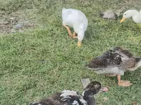 pato criollo doméstico — foto 8