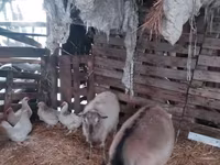 बकरी, Nubian Goat — फ़ोटो 3