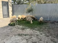كبش, الأغنام — الصورة 1