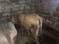 ВРХ (партія, стать не вказано), Велика рогата худоба — фото 1
