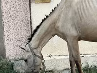 Stute, Azerbaijan horse — Foto 3