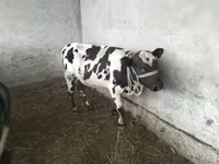 Bulle, Swiss cattle — Foto 1
