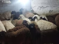 Ram, Sheep — photo 4