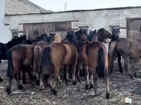 Toychoq, Kazakh horse — 1-rasm