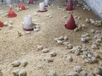 Chickens — Foto 2
