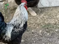 Chickens — foto 5