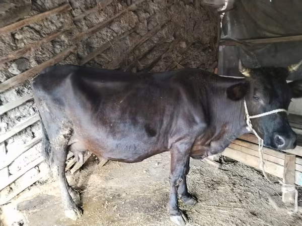 Vaca, Ganado vacuno