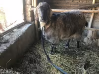 母山羊, Beetal goats — 照片 2
